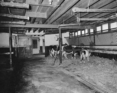 850363 Afbeelding van enkele koeien in een stal op het veemarktterrein (Croeselaan) te Utrecht, vlak voor de verhuizing ...